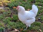 Baardhen