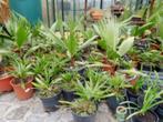 Chinese waaierpalm en Washingtonia Robusta, Tuin en Terras, Planten | Tuinplanten, Volle zon, Vaste plant, Bloeit niet, Ophalen