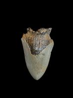 Dent de mégalodon Carcharodon 3,63 po/9,22 cm., Enlèvement ou Envoi, Fossile