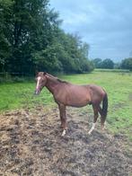 Twee pony hengsten 2 jarige