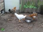 3 hennetjes, Dieren en Toebehoren, Pluimvee