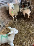 Weide-weides gezocht voor begrazing van schapen, Immo