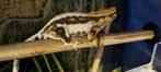 Wimpergekko crested gecko LW man, Dieren en Toebehoren, Reptielen en Amfibieën