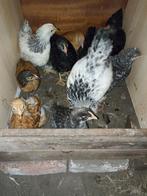 Poulets à vendre !, Poule ou poulet, Plusieurs animaux