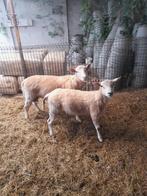 rammen, Dieren en Toebehoren, Schapen, Geiten en Varkens, Mannelijk, Schaap, 0 tot 2 jaar