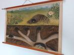 Vintage schoolkaart "De mol", jaren vijftig, Antiek en Kunst, Ophalen