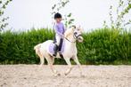 Mega knappe Welsh pony, Dieren en Toebehoren, B, Gechipt, Ruin, B pony (1.17m tot 1.27m)