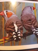 Mandarin, Dieren en Toebehoren, Ophalen