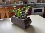 Vetplantjes Mengeling - 5 plantjes + mooie cache-pot, Huis en Inrichting, Ophalen of Verzenden, Halfschaduw, In pot, Bloeiende kamerplant
