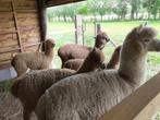 Alpaca's te koop halstermak!, Dieren en Toebehoren
