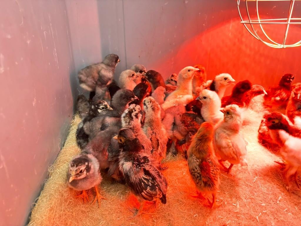 Kuikentjes van Wyandotte krielen, vrouwtjes vele kleuren, Dieren en Toebehoren, Pluimvee, Kip, Vrouwelijk