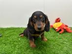 Langharige Dwergteckel pup, België, 8 tot 15 weken, Korthaar, Dwerg