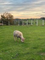 Bélier, RAM Rouge de l’Ouest, Dieren en Toebehoren, Mannelijk, Schaap, 3 tot 5 jaar