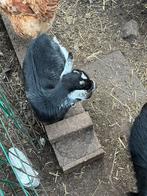 Dwerggeiten, Animaux & Accessoires