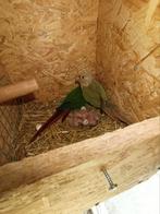 Échange 8 conure contre perroquet, Enlèvement ou Envoi, Comme neuf