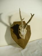 Crâne de cerf avec bois, Enlèvement ou Envoi, Utilisé, Cerf, Crâne