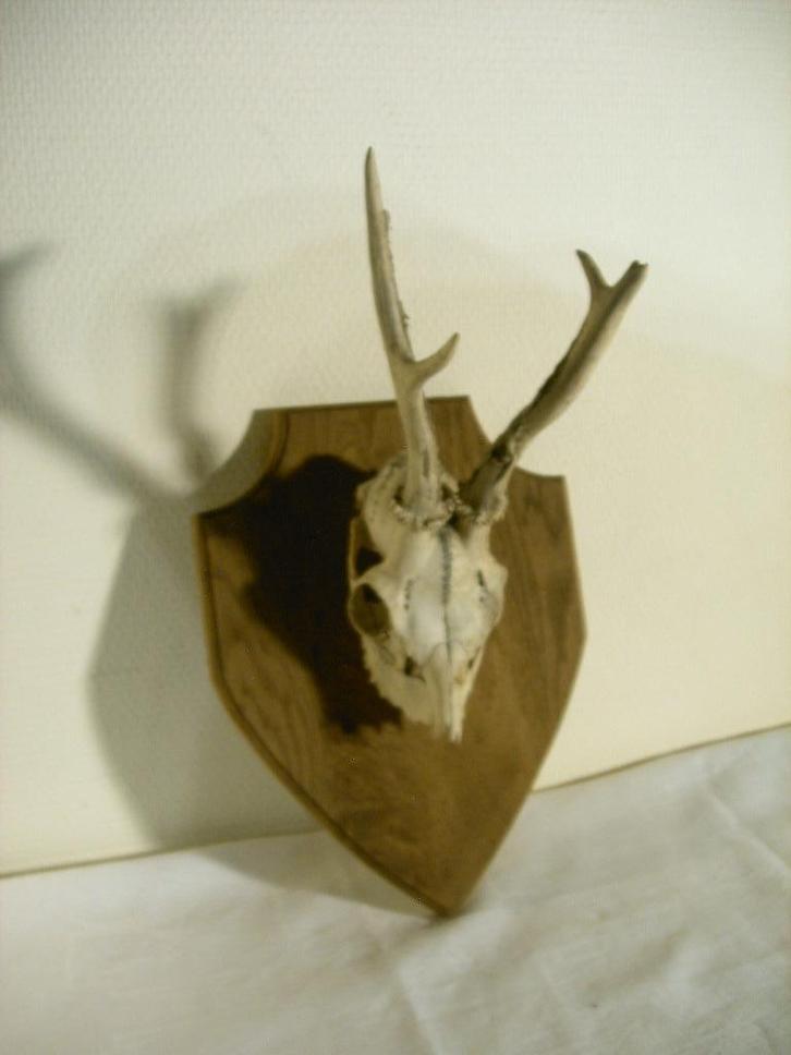 Schedel van hert met gewei, Verzamelen, Dierenverzamelingen, Gebruikt, Schedel, Hert, Ophalen of Verzenden