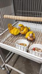 Tamme baby Goudparkieten met DNA en getest op alle ziektes, Dieren en Toebehoren, Meerdere dieren, Parkiet, Geringd