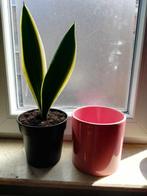 Sanseveria ( vrouwentong), ong 30 cm, Minder dan 100 cm, Ophalen of Verzenden