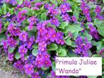 Primula Juliae "Wanda", Ophalen, Lente, Vaste plant, Halfschaduw