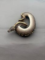 0.1 GHI / Phantom, Serpent, Domestique, 0 à 2 ans