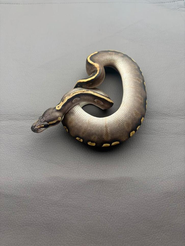 0.1 GHI / Phantom, Animaux & Accessoires, Reptiles & Amphibiens, Serpent, 0 à 2 ans, Domestique