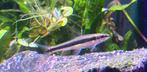 Siamese algeneter, Dieren en Toebehoren, Vissen | Aquariumvissen, Vis, Zoetwatervis