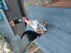 Serama haantje, Dieren en Toebehoren, Pluimvee