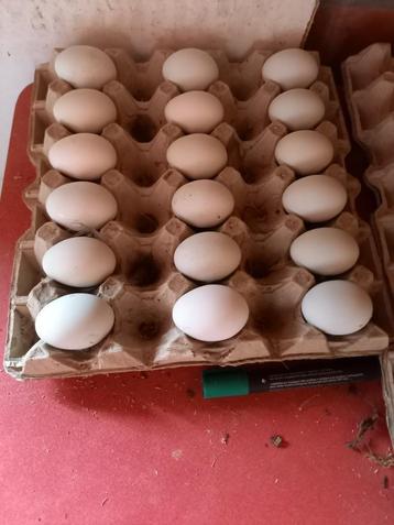 Broedeieren van araucana's beschikbaar voor biedingen