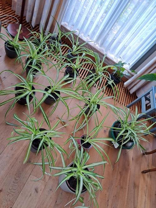 Prachtige chlorofytumplanten,2 euro stuk, Huis en Inrichting, Kamerplanten, Ophalen