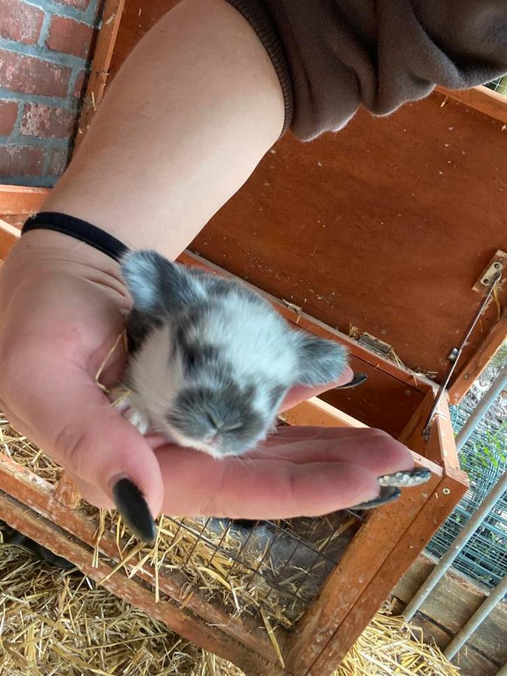 Hangoor dwergkonijn, Dieren en Toebehoren, Konijnen, Dwerg, Meerdere dieren, 0 tot 2 jaar, Hangoor