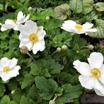 Anemone Honorine Jobert, Ophalen