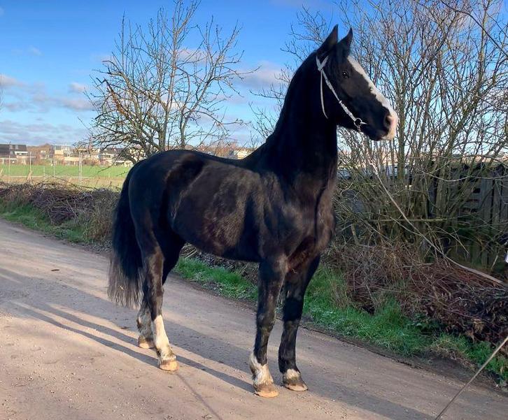 Prachtige zwarte ruin!, Dieren en Toebehoren, Paarden, Ruin