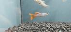 Red Lace guppy, Vis, Zoetwatervis, Schoolvis