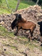 Ram te koop, Dieren en Toebehoren, Schapen, Geiten en Varkens, Geit