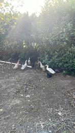 11jonge eenden, Dieren en Toebehoren, Augustus, Geslacht onbekend