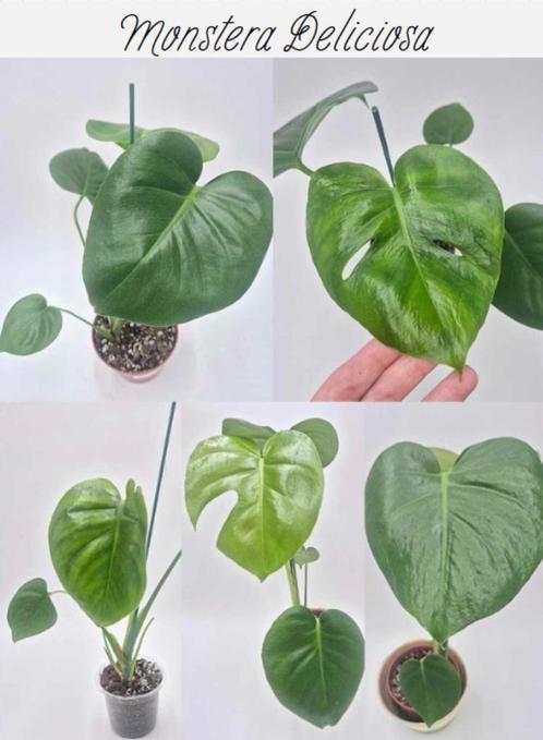 Monstera deliciosa, Huis en Inrichting, Kamerplanten, Groene kamerplant, Ophalen of Verzenden