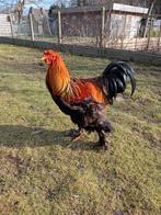 Coq Brahma, Mâle, Poule ou poulet