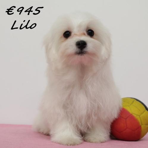 Lila & Lilo - Maltezer teefjes geboren in België, Dieren en Toebehoren, Honden | Chihuahua's en Gezelschapshonden, Teef, Maltezer