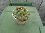 planten, Tuin en Terras, Overige soorten, Volle zon, Vaste plant, Ophalen of Verzenden