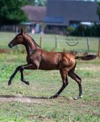 Super knap BWP Hengstenveulen Quality Gold x Nabab de Reve, Dieren en Toebehoren, Paarden, Springpaard, Gechipt, Niet van toepassing