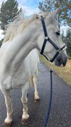 Ontzettend lieve Tinker merrie, Dieren en Toebehoren, Paarden, Merrie, Minder dan 160 cm, Niet van toepassing, 11 jaar of ouder