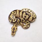 Fire Spotnose Clown man, Dieren en Toebehoren, Reptielen en Amfibieën, Slang, Tam, 0 tot 2 jaar