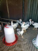 Legkippen sussex, Dieren en Toebehoren, Kip