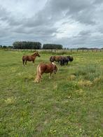 5 shetlanders elk bod word overwogen, Zadelmak, 7 tot 10 jaar, Meerdere dieren, Recreatiepony