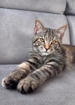 Prachtig Tijgerpatroon kitten te koop, Dieren en Toebehoren, Poes, Gechipt, 0 tot 2 jaar