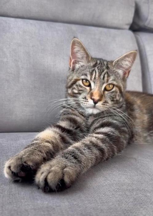 Prachtig Tijgerpatroon kitten te koop, Dieren en Toebehoren, Katten en Kittens | Raskatten | Korthaar, Poes, 0 tot 2 jaar, Gechipt