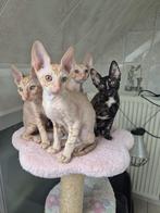 Cornish Rex kittens, Dieren en Toebehoren, Katten en Kittens | Raskatten | Korthaar, Kater, Gechipt, 0 tot 2 jaar