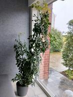 Grote kamerplant met pot: Schefflera heptaphylla, Tuin en Terras, Ophalen