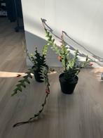 2 kunststof   planten Ikea FEJKA, Ophalen of Verzenden, Nieuw, Binnen